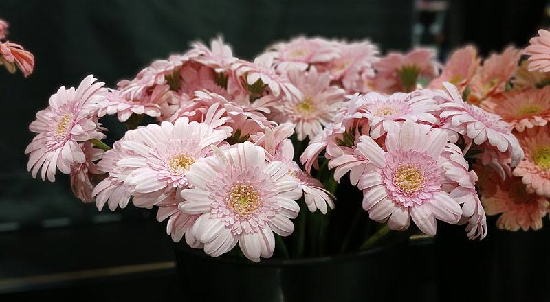 非洲菊 粉 (圖片6)