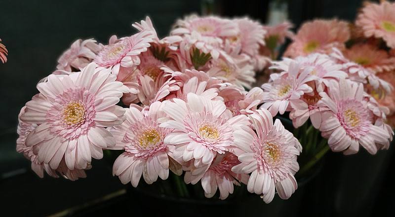 非洲菊 粉 (圖片8)