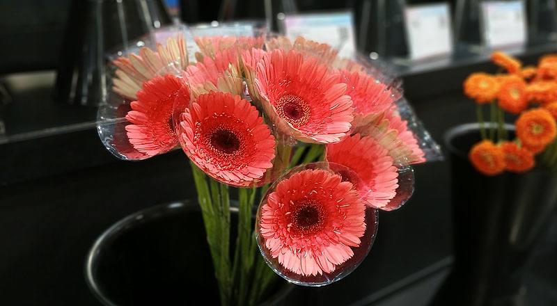 非洲菊 粉美麗 (圖片2)
