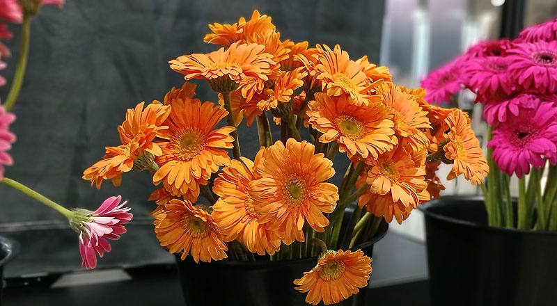 非洲菊 迷你橙 (圖片3)
