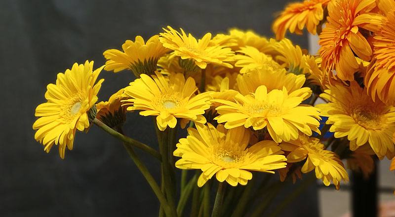 非洲菊 迷你黃 (圖片7)