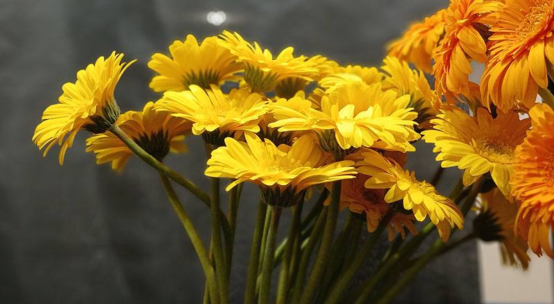 非洲菊 迷你黃 (圖片6)