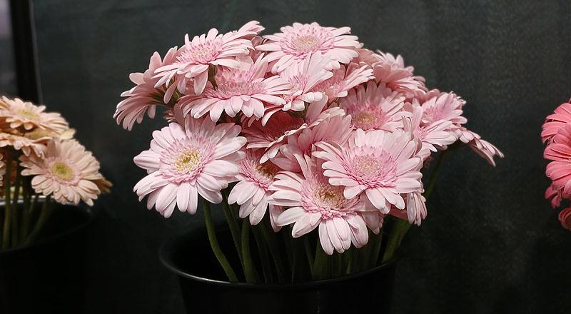 非洲菊 迷你粉 (圖片6)