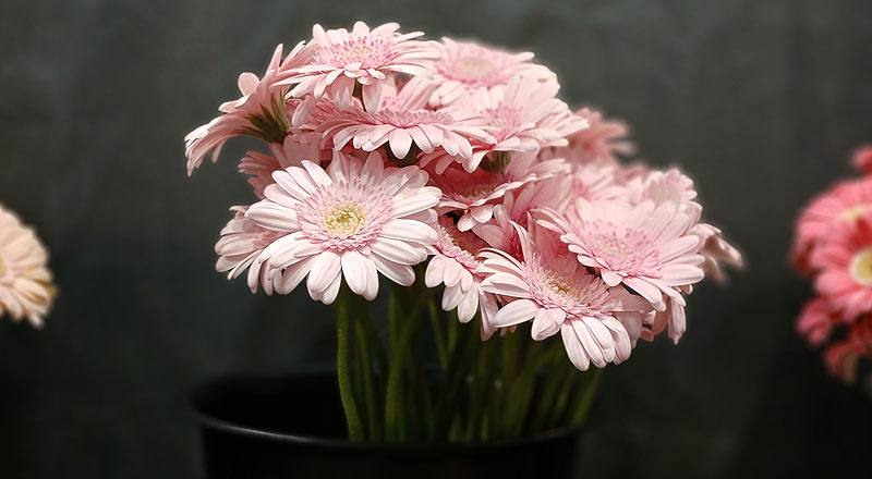 非洲菊 迷你粉 (圖片4)