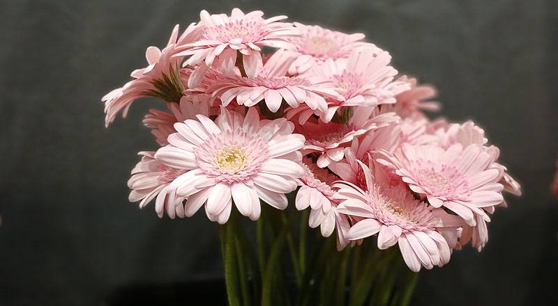 非洲菊 迷你粉 (圖片5)