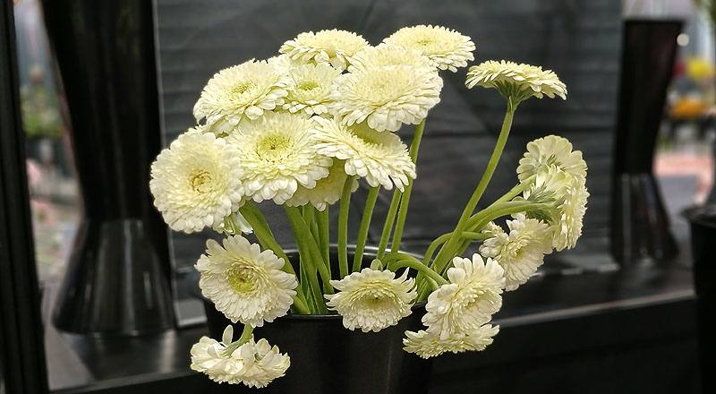 非洲菊 迷你白 (圖片5)
