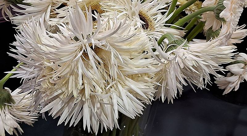 非洲菊 純白 (圖片4)