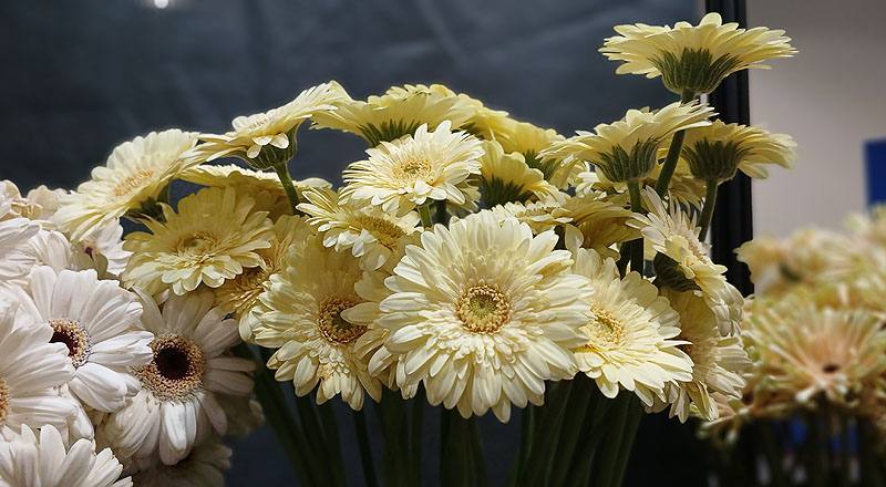非洲菊 Pasitini 白綠心 (圖片3)