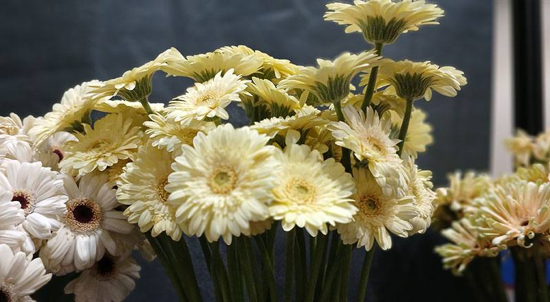 非洲菊 Pasitini 白綠心 (圖片1)