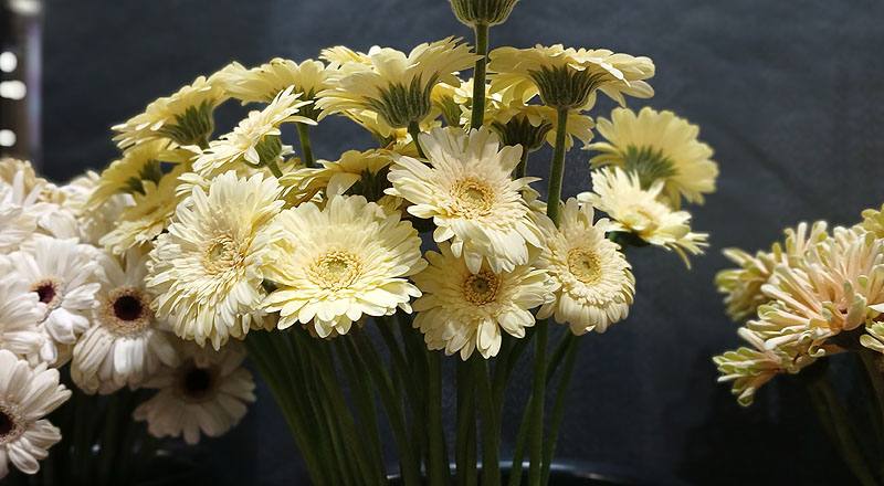 非洲菊 Pasitini 白綠心 (圖片2)
