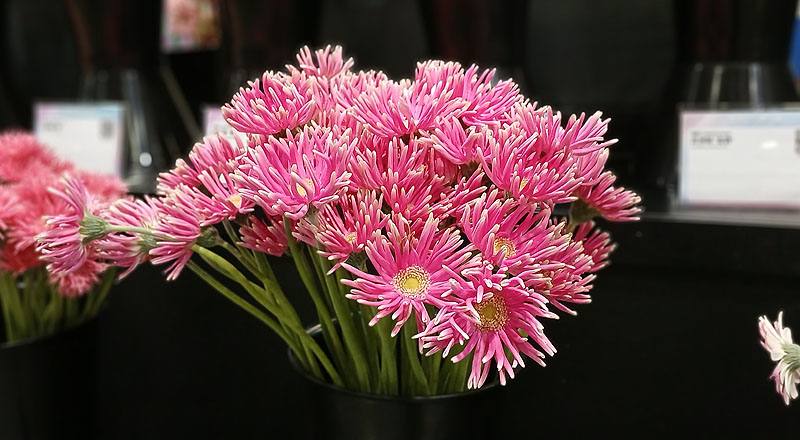 非洲菊 Pastini桃綠心 (圖片3)