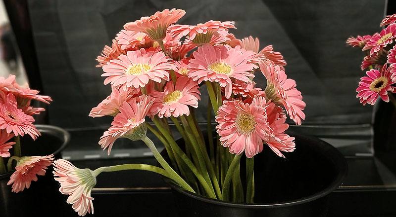 非洲菊 Pastini桃綠心 (圖片5)