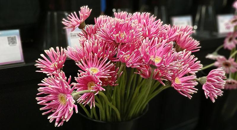 非洲菊 Pastini桃綠心 (圖片2)