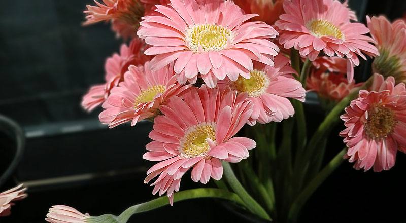非洲菊 Pastini桃綠心 (圖片7)