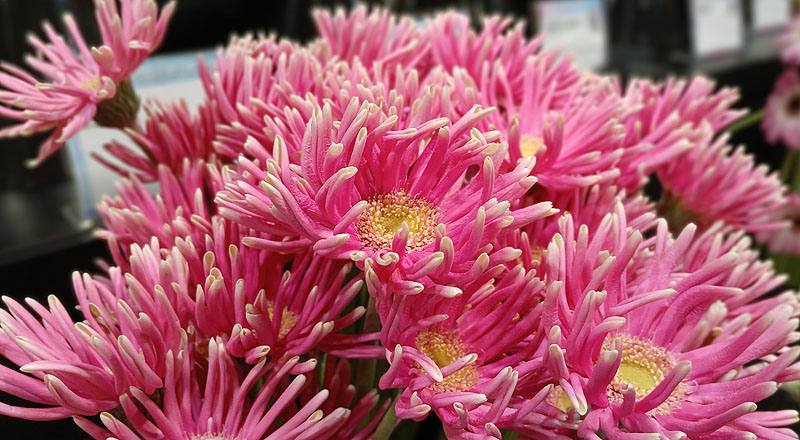 非洲菊 Pastini桃綠心 (圖片4)