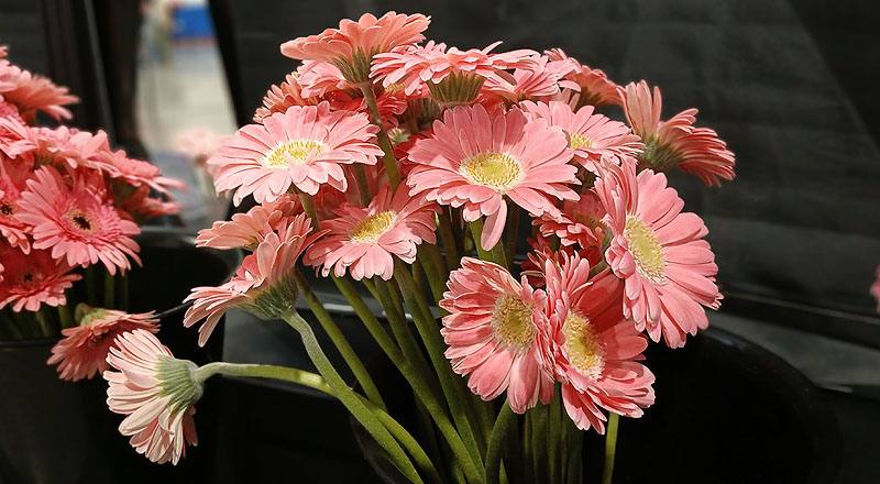 非洲菊 Pastini桃綠心 (圖片6)
