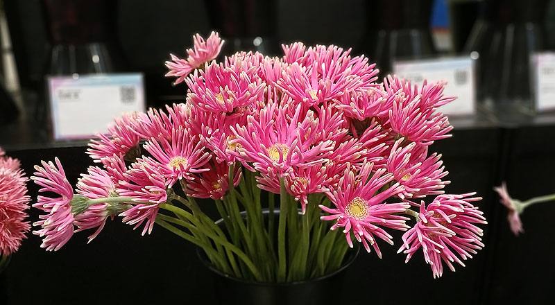 非洲菊 Pastini桃綠心 (圖片1)