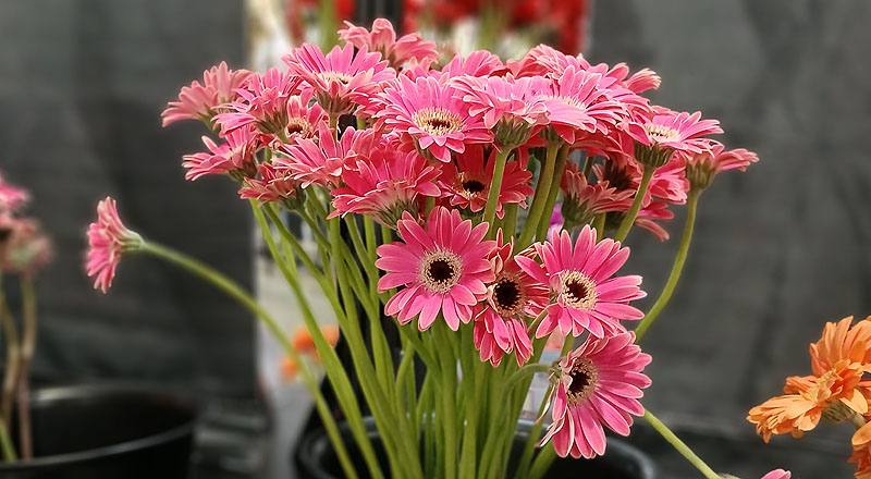 非洲菊 Piccolini桃∕黑心 (圖片1)