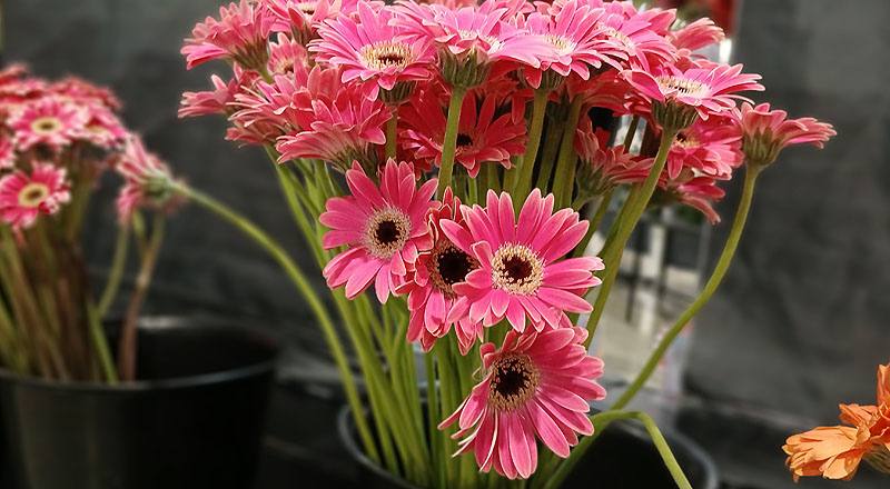 非洲菊 Piccolini桃∕黑心 (圖片2)