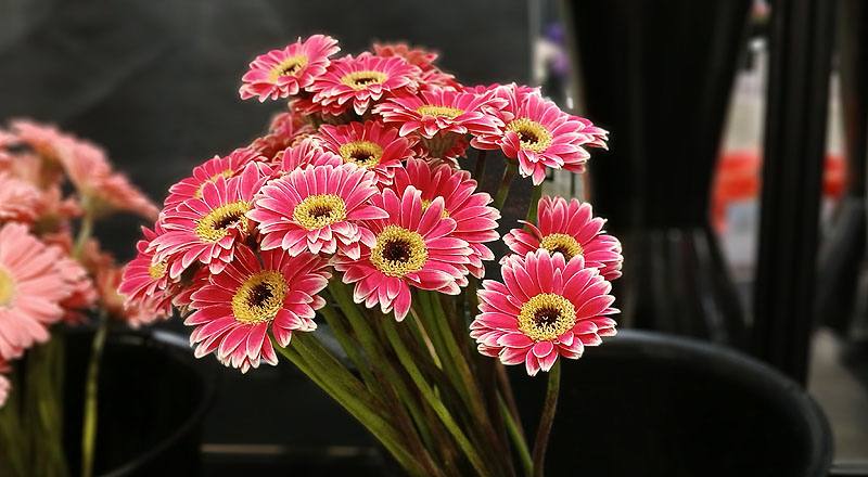 非洲菊 Piccolini桃∕黑心 (圖片5)