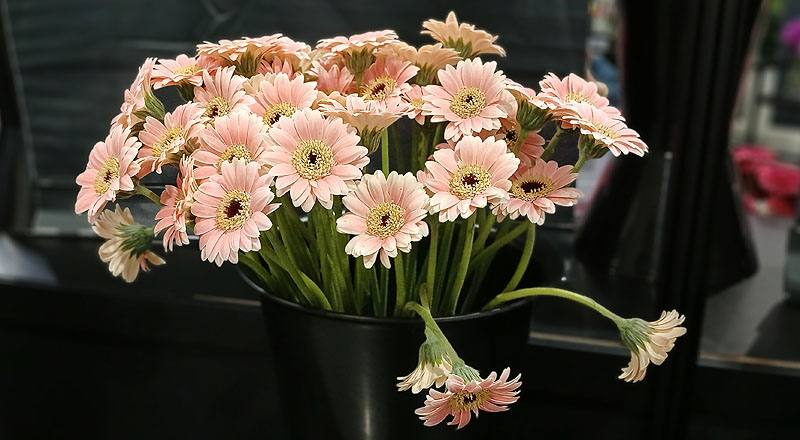 非洲菊 Piccolini粉∕黑心 (圖片1)