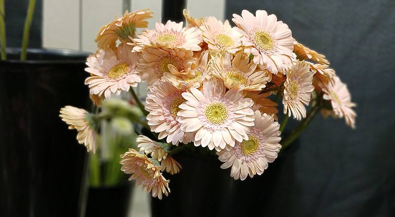 非洲菊 PICCOLINI粉∕綠心 (圖片4)