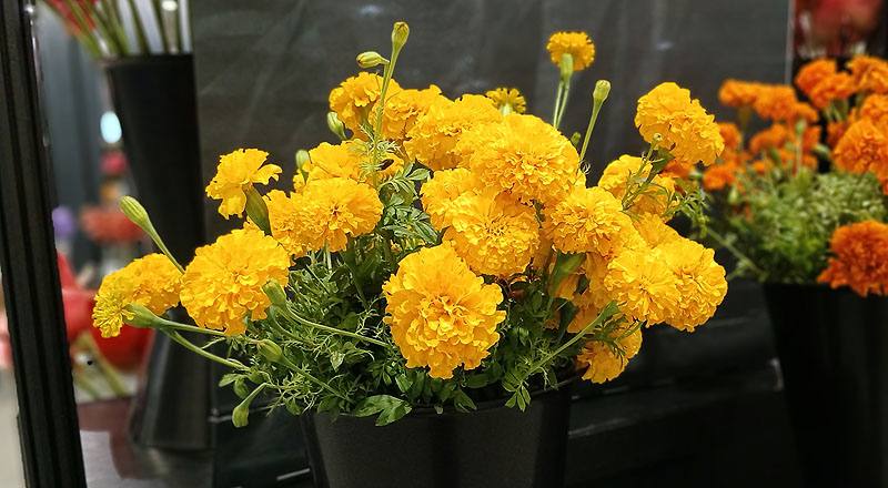 萬壽菊 (圖片2)