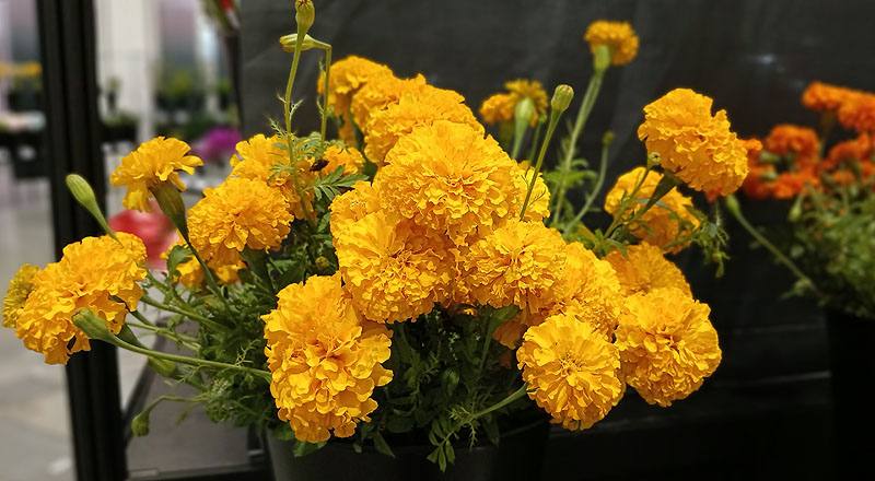 萬壽菊 (圖片3)