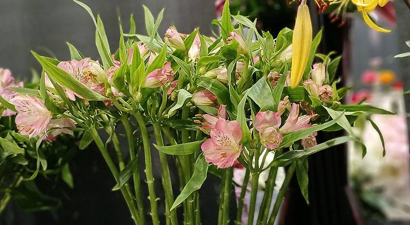 水仙百合 粉 (圖片2)