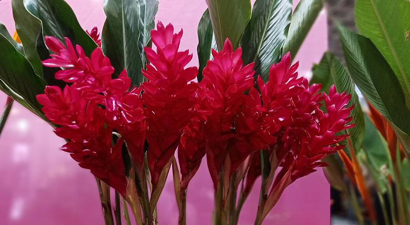 紅薑花 (圖片4)