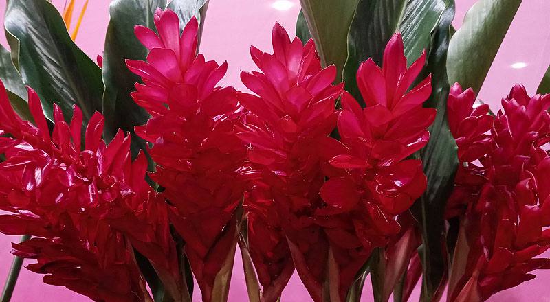 紅薑花 (圖片2)