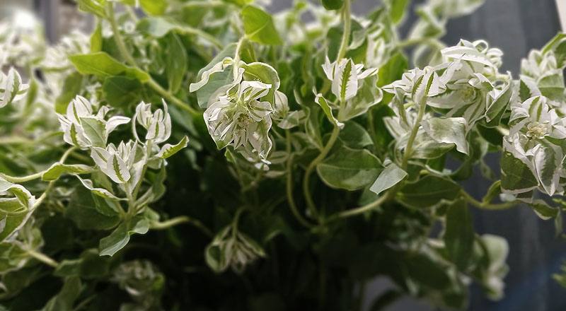 初雪草 (圖片7)
