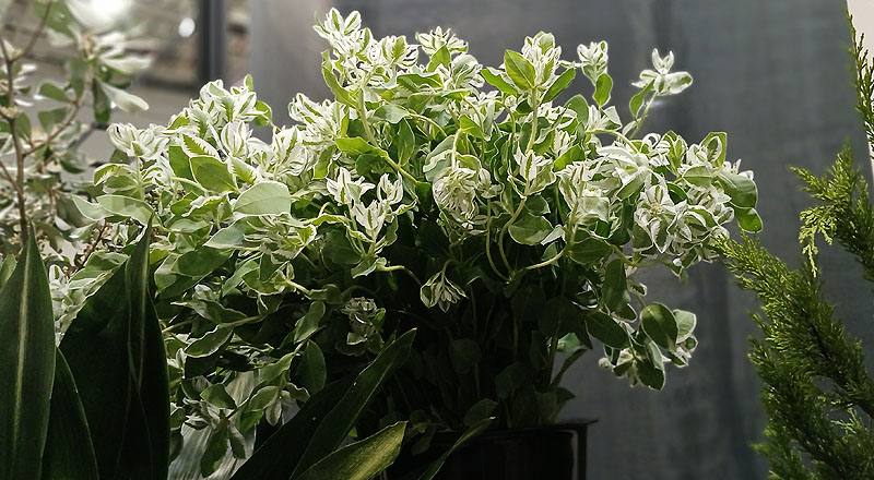 初雪草 (圖片5)