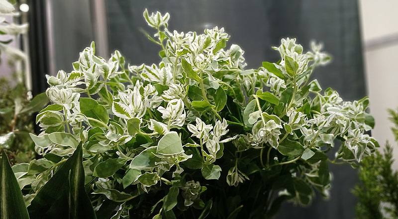 初雪草 (圖片6)