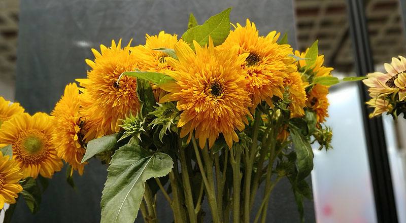 重瓣(圖片)
