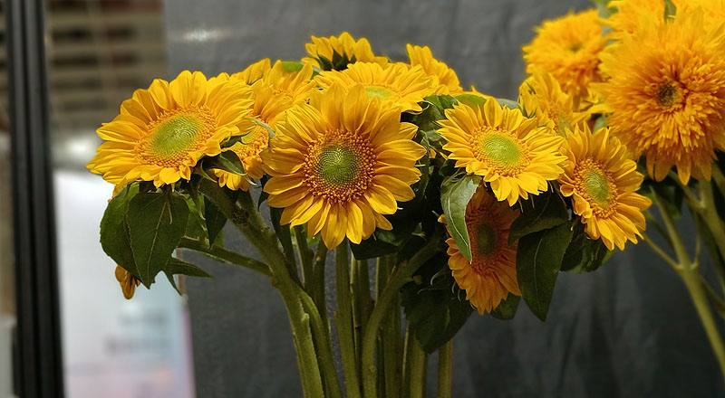 向日葵 小太陽 (圖片1)