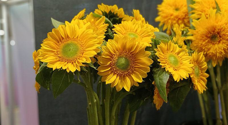 向日葵 小太陽 (圖片4)