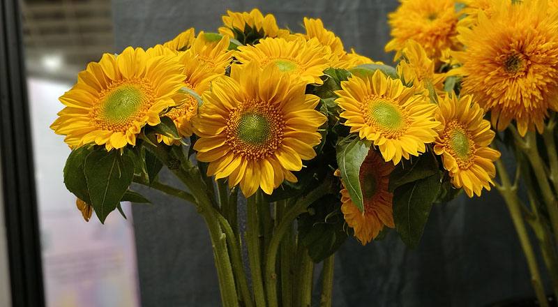 向日葵 小太陽 (圖片2)