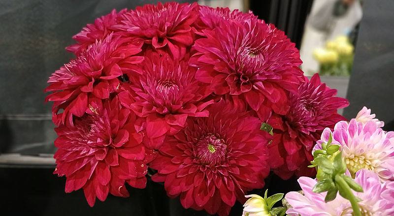 大理花 紅色 (圖片2)