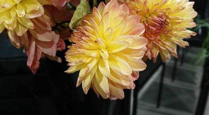 大理花 黃色 (圖片6)