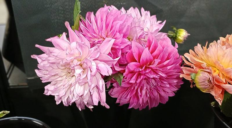大理花 粉色 (圖片4)