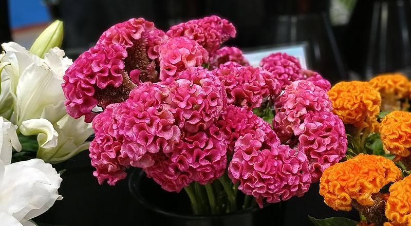 雞冠花(圖片)