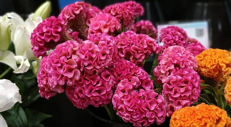 雞冠花 (圖片2)