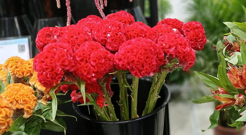 清紅(圖片)