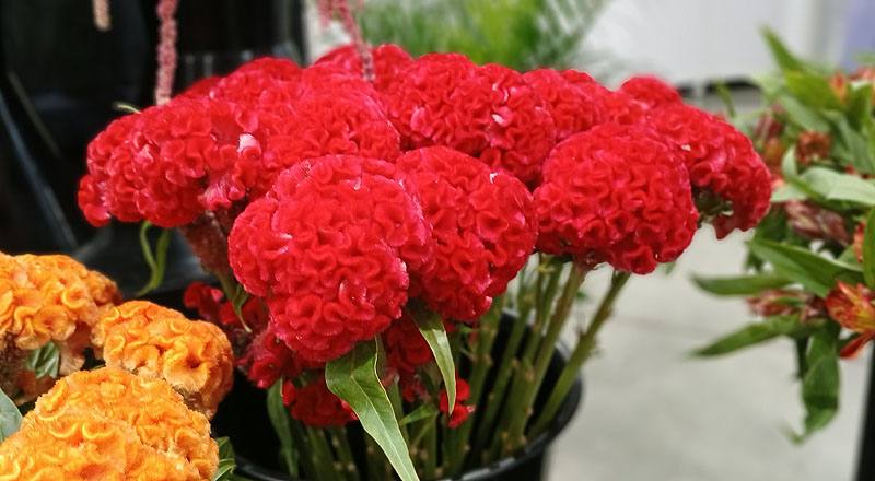 雞冠花 清紅 (圖片2)