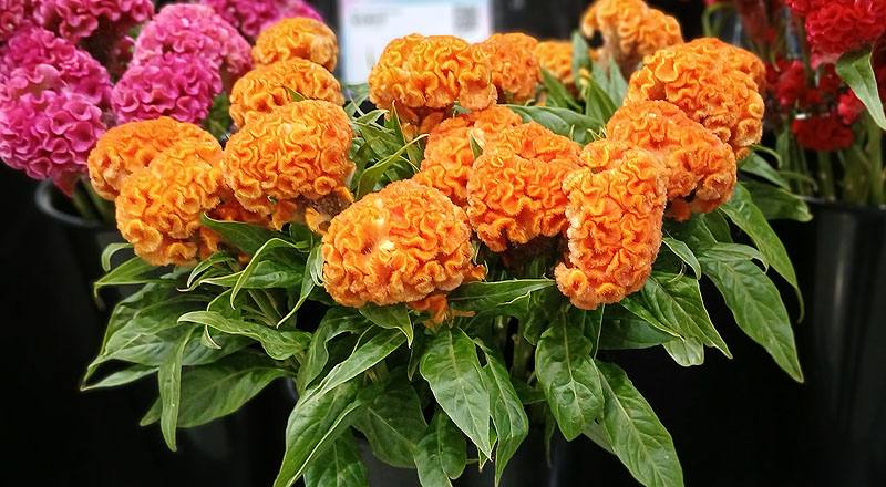 雞冠花 黃 (圖片2)