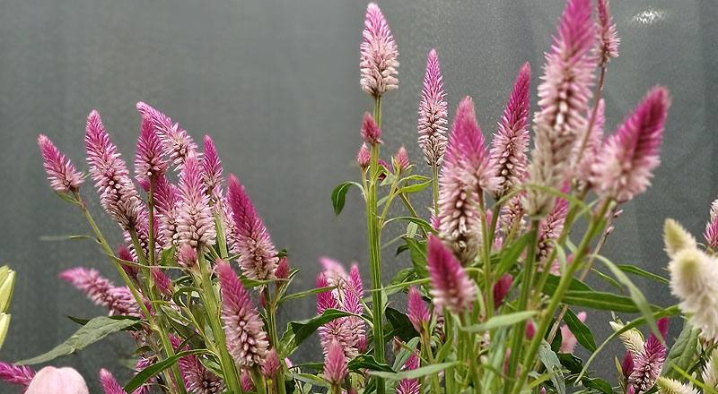 槍型雞冠花 (圖片3)