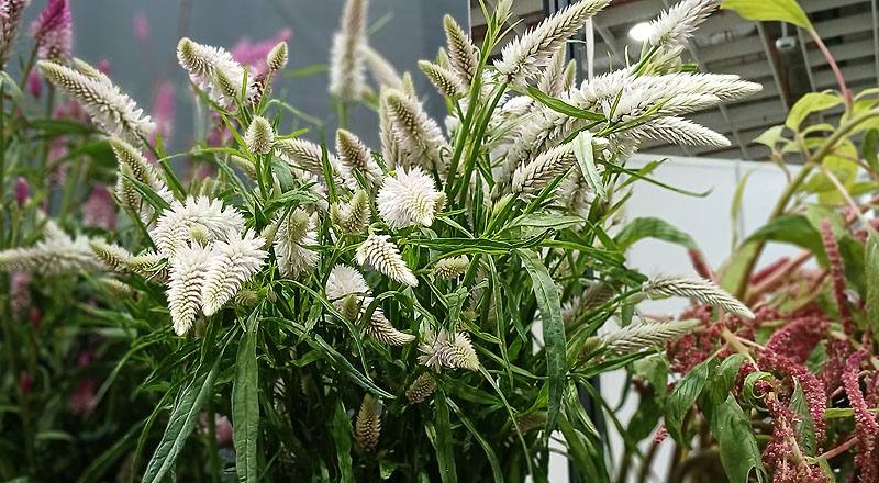 槍型雞冠花 (圖片2)