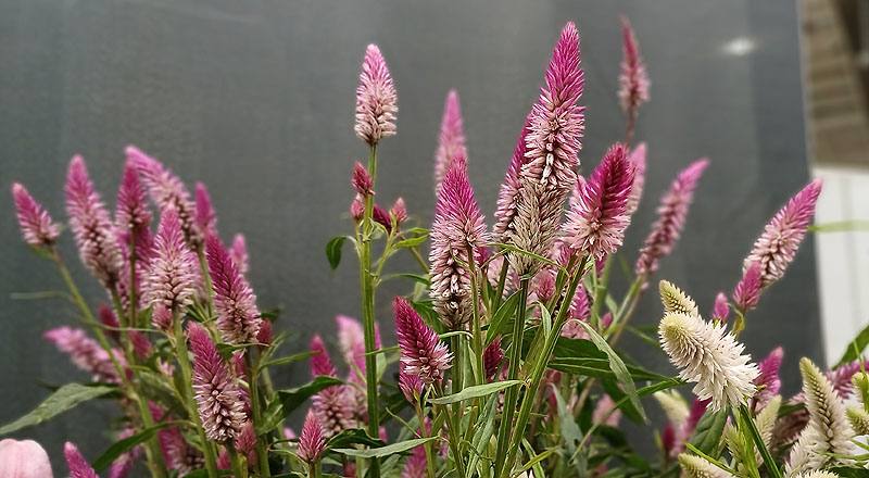 槍型雞冠花 (圖片4)
