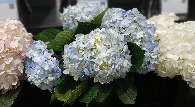 繡球花(圖片)